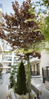 Dec Apartments 3*