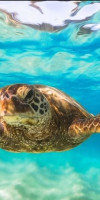 Sheraton Kosgoda Turtle Beach Resort