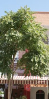CITY HOTEL PENSION