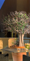 OB Athens Boutique Hotel