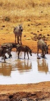 Prideinn Paradise Beach Resort and Safari Tsavo Explorer RO