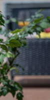 White Swan Boutique Apartments