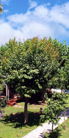 Alican Pension