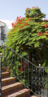 ALSOL LAS ORQUIDEAS