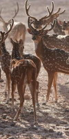 Anantara Sir Bani Yas Island Al Yamm Villa Resort