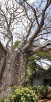 Baobab Sea Lodge