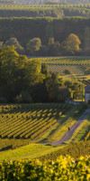 BORDEAUX - In vino veritas! PREMIUM TOURS