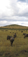 Descoperă Safari & Marea Migrație din Kenya cu Imperator