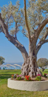 Palmariva Beach Hotel