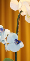 Hotel Elegance Praia