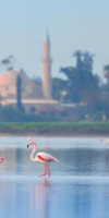 Indigo Larnaca - Adults Only, an IHG Hotel