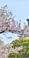 JAPONIA DIN BUCURESTI – SAKURA 2025, SPECTACOLUL FLORII DE CIRES