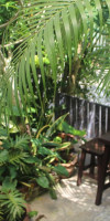 Krabi Nemo House