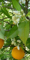 Quinta Quinze