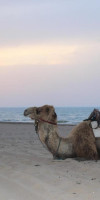 Regency Tunis Hotel