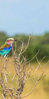 Saadani Safari Lodge