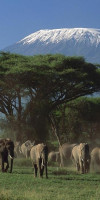Safari in Parcurile Tsavo si Amboseli 3 nopti + Plaja 4 nopti
