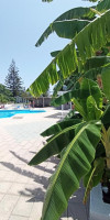 Summer Dream