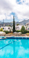 The Olive Tree