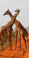 Safari Tsavo East - West (2 nopti) + Bamburi Beach (5 nopti)