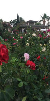 ANADOLU HOTEL BODRUM