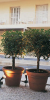 La Palmera Spa Hotel (Lloret de Mar)