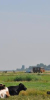 YOUR COZY WAGGON AT THE COWS PARADISE