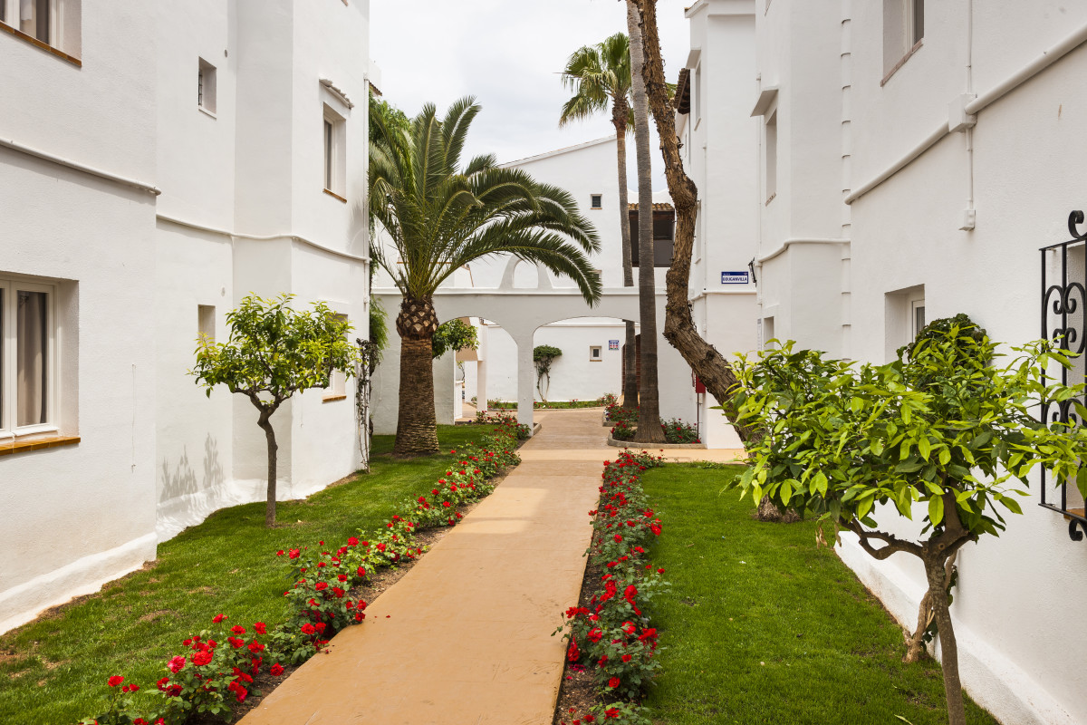 Globales Bouganvilla