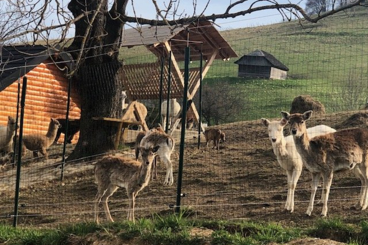 PENSIUNEA VALEA CU STRUTI.