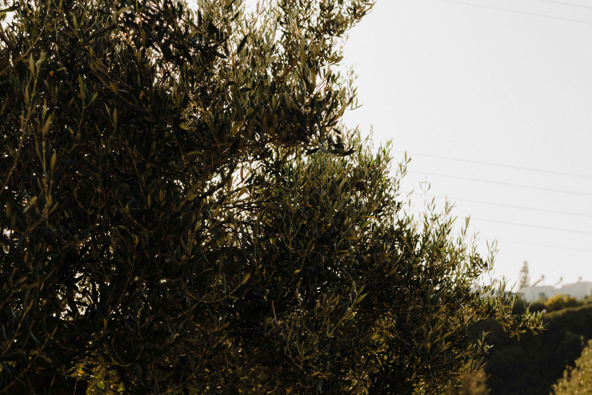 Momi Slow Living Hotel (Crete)