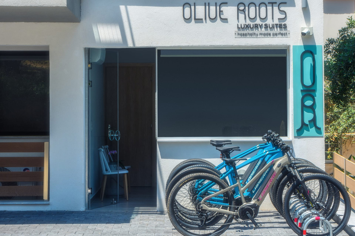 Olive Roots Thassos