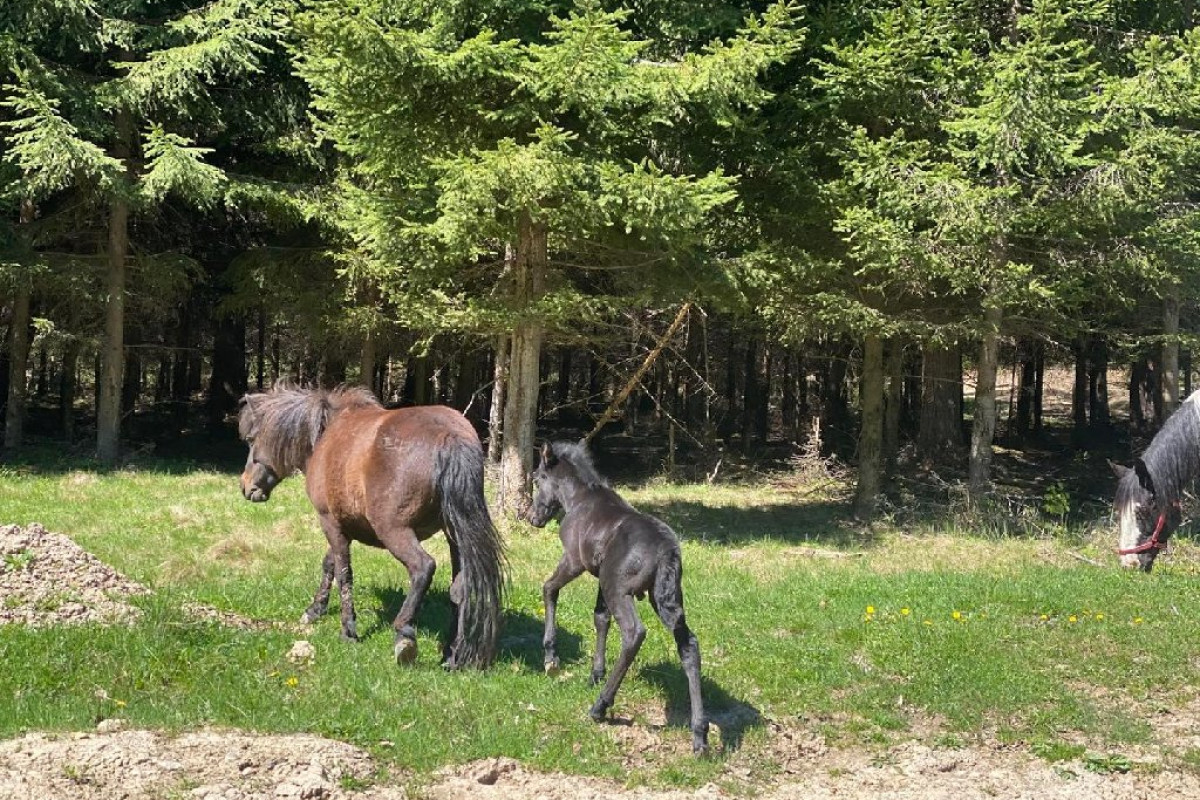 Ferma Stana Dacilor