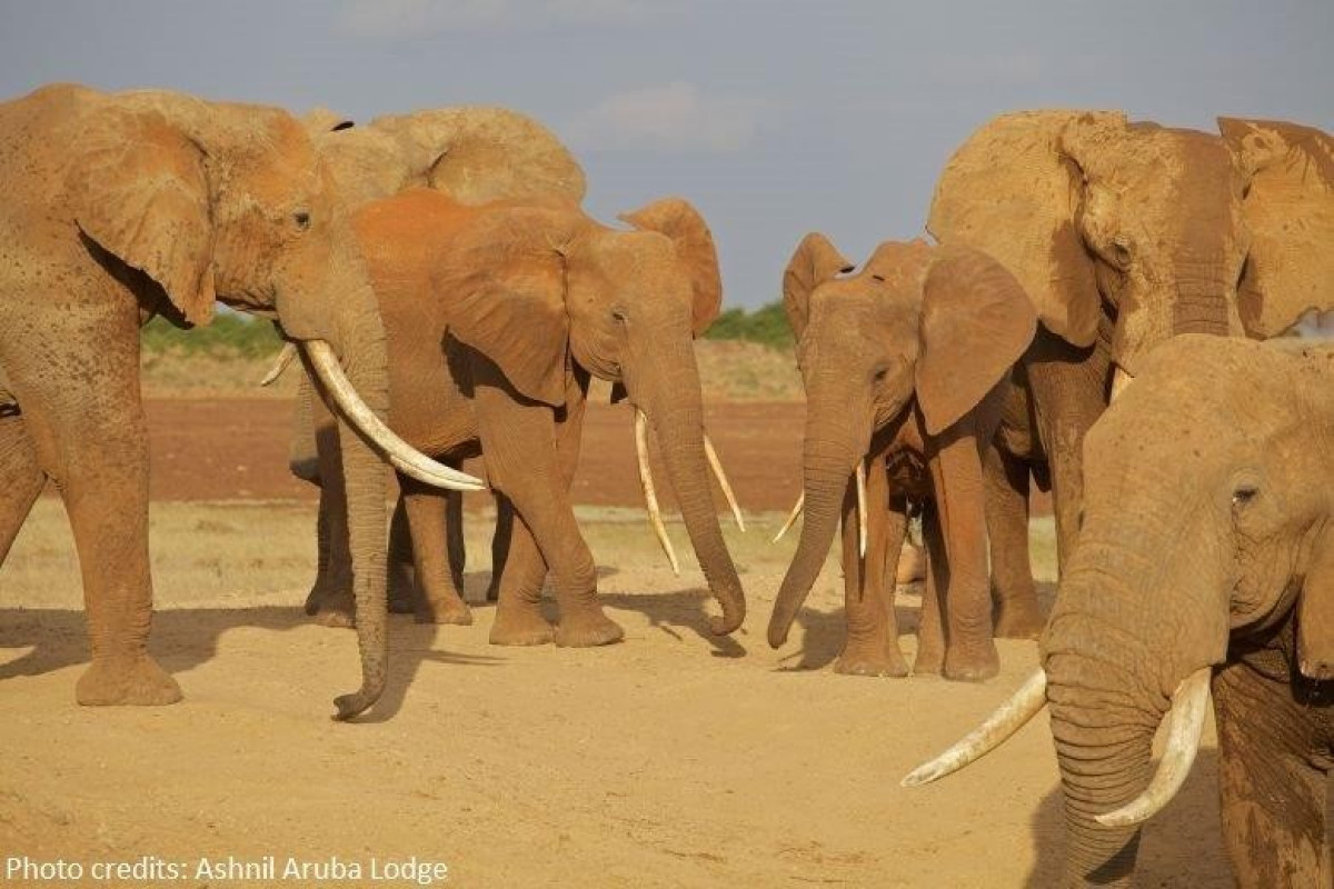 Prideinn Paradise Beach Resort and Safari Tsavo Explorer RO
