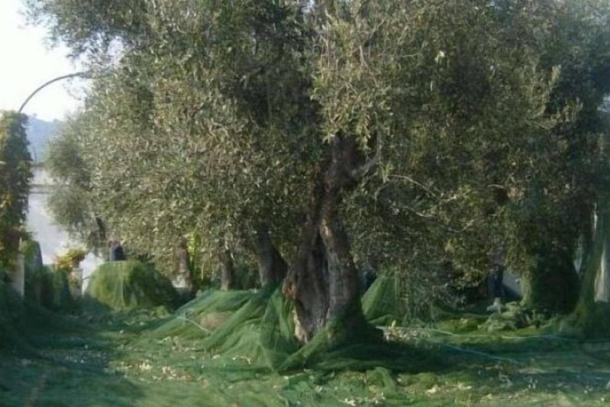 Agriturismo Giorgio
