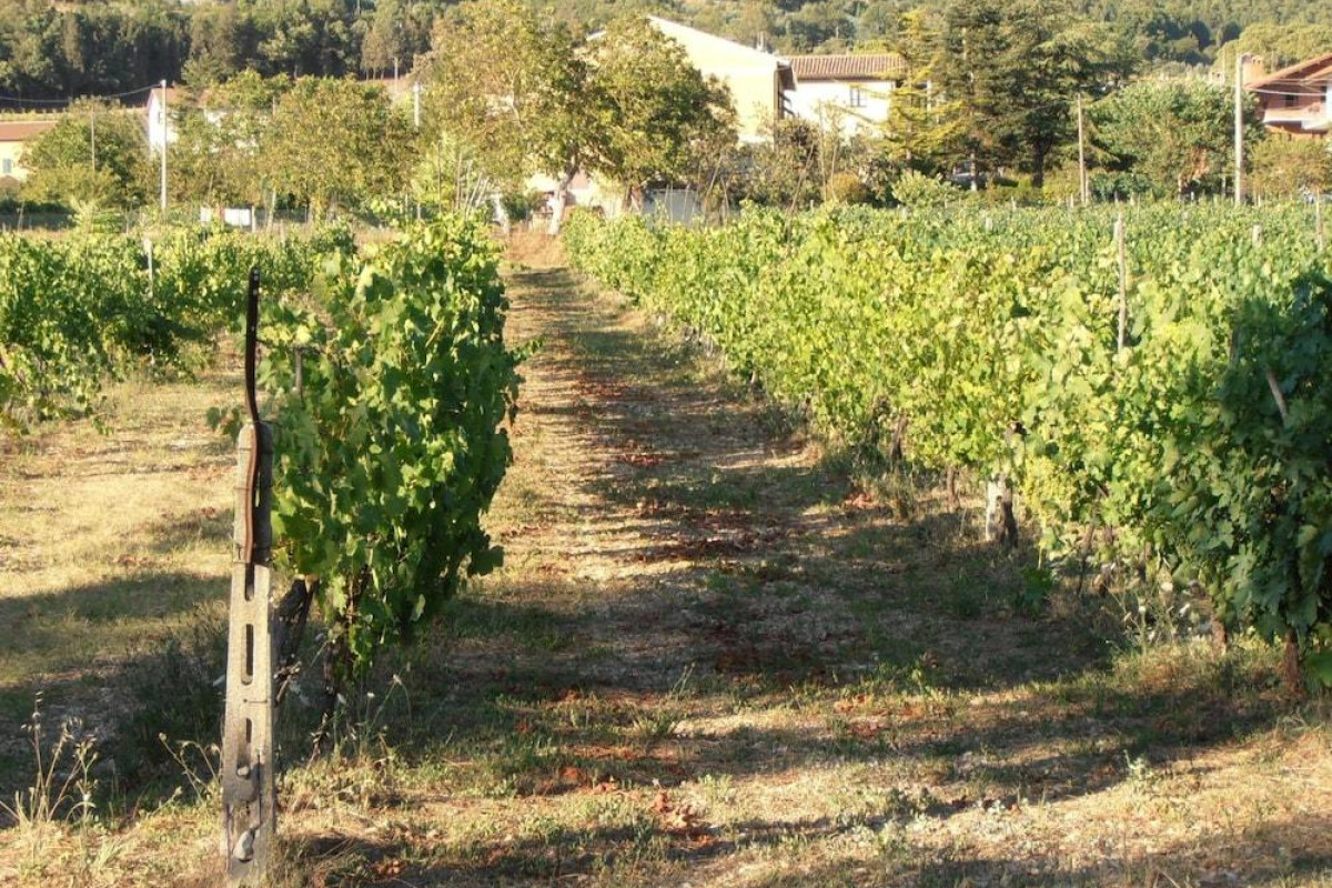 Agriturismo Ponte Di Riocchio