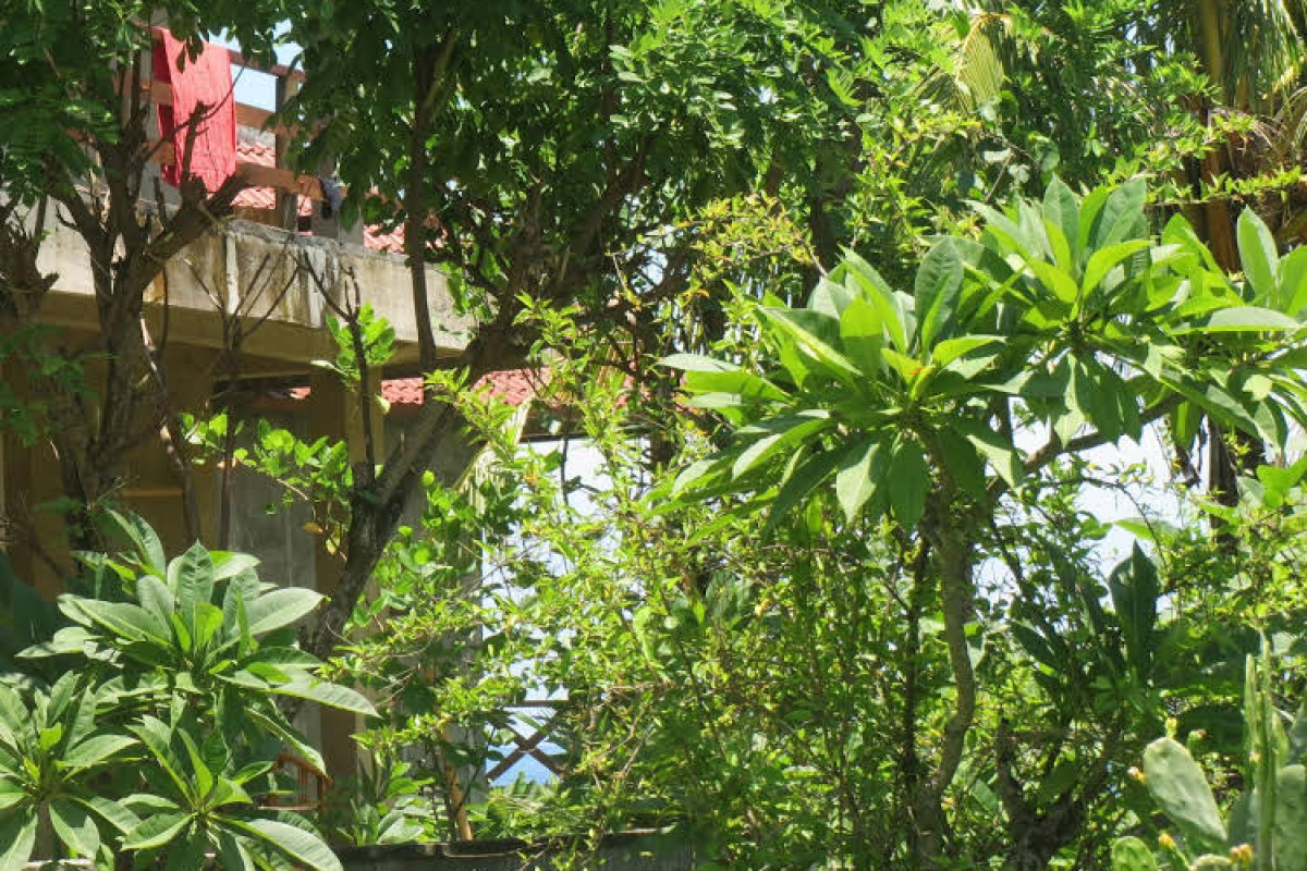 Amed Sari Beach Guesthouse