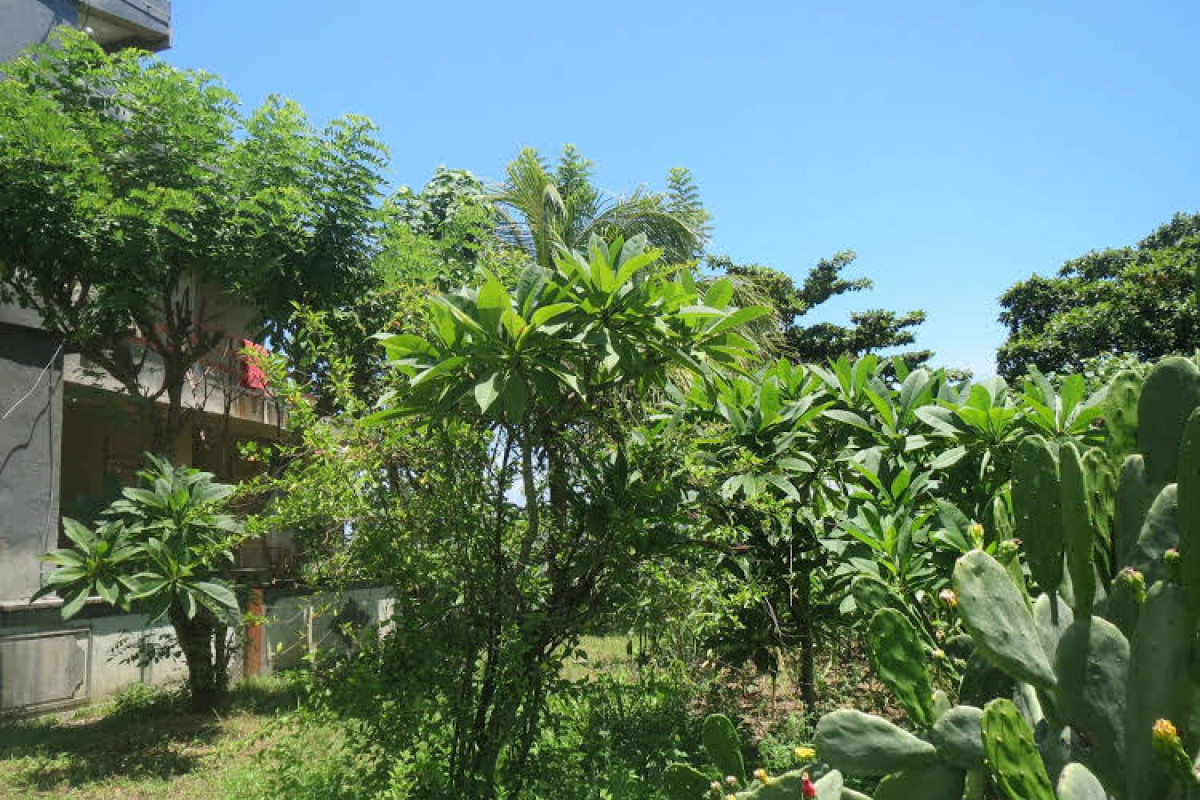 Amed Sari Beach Guesthouse