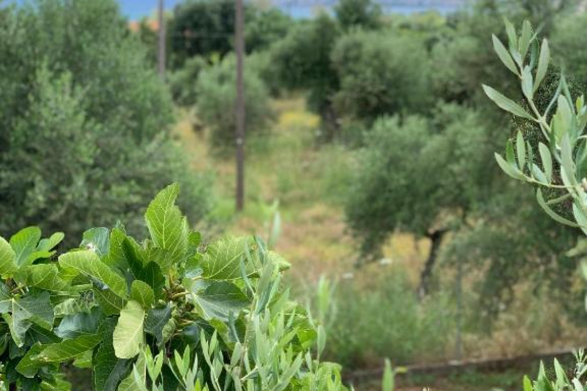 Anastasios Olive Garden Apartments