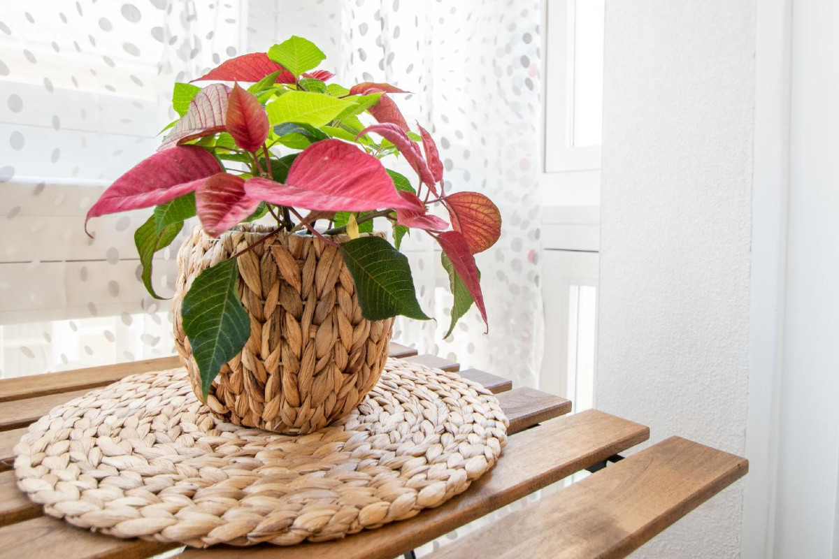 Apartamento Cadiz Compañia