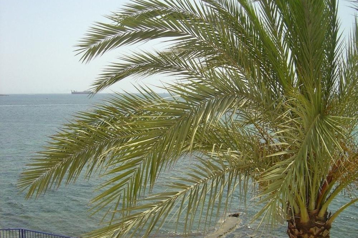 Apartamentos Llevant