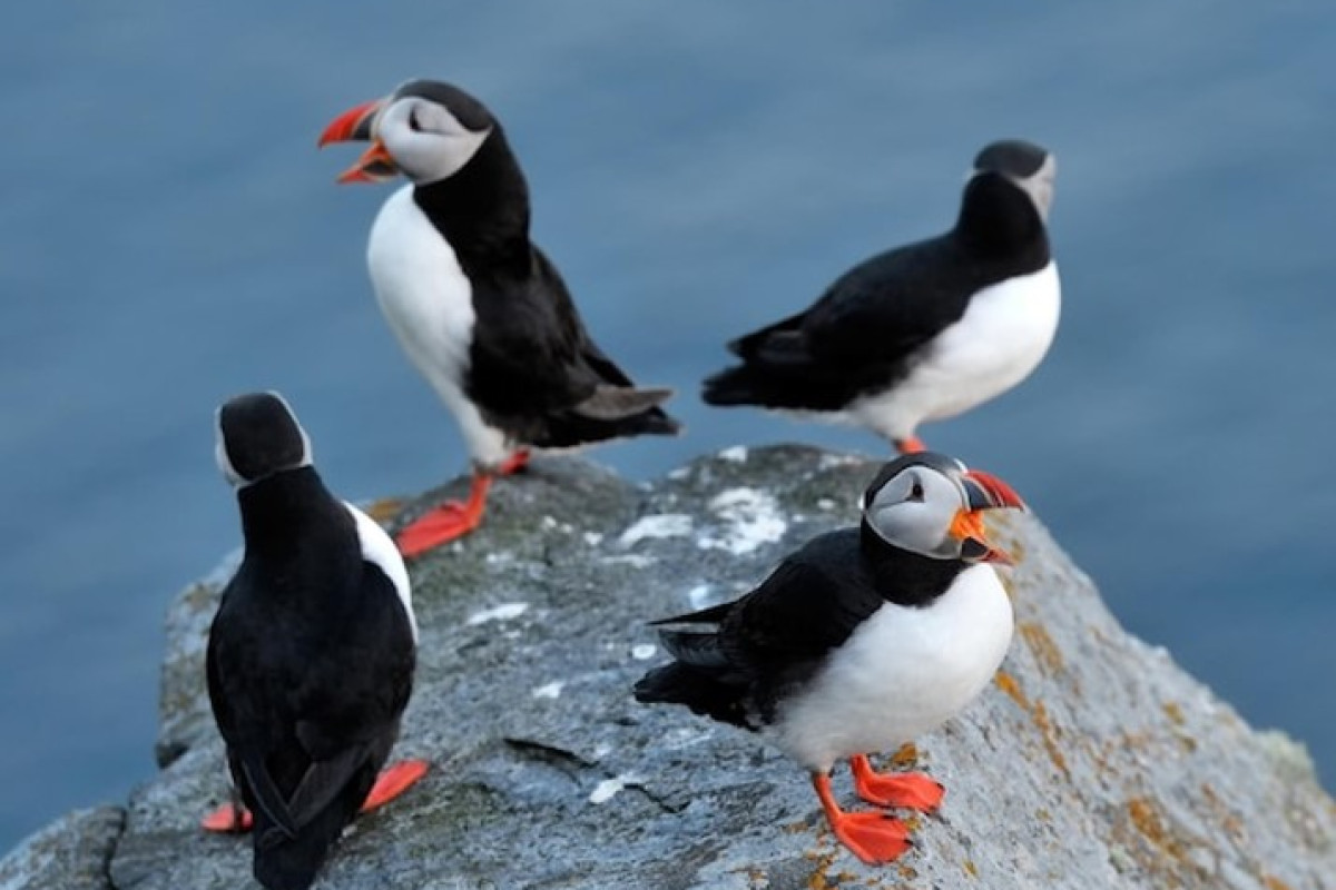 ARCTIC CIRCLE CRUISE