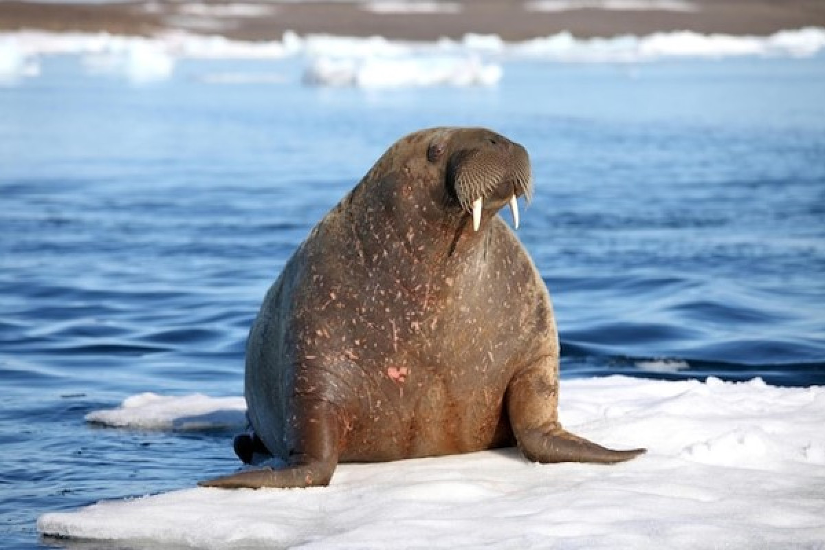ARCTIC CIRCLE CRUISE