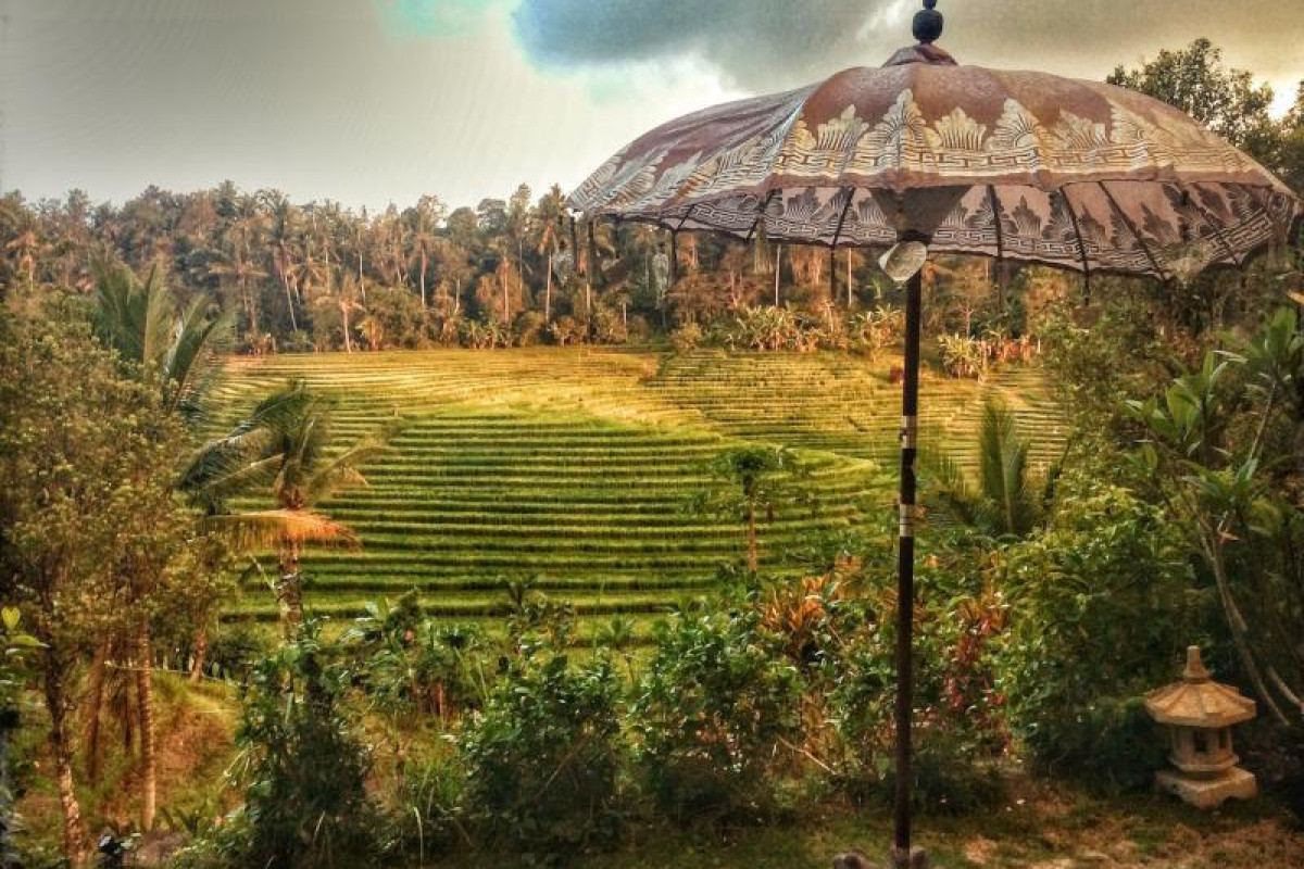 Bali Lush