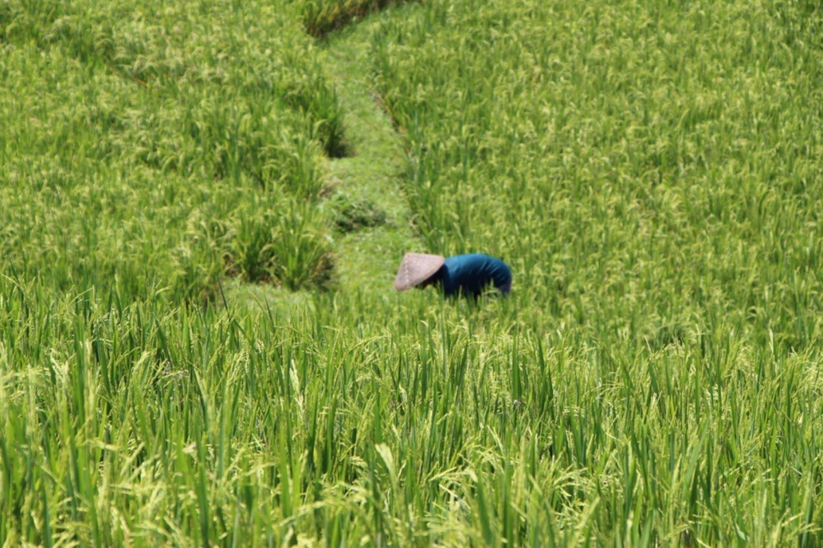 Bali Lush