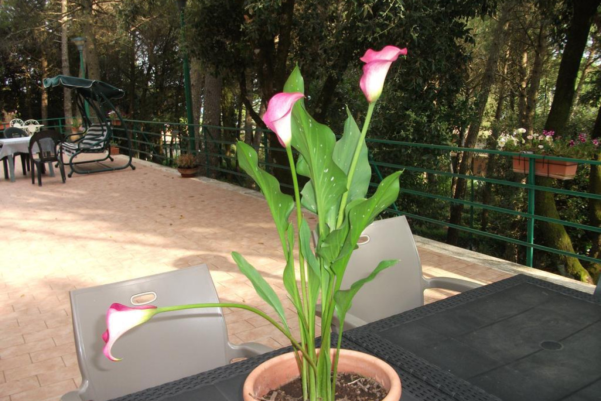 B&B La Principessa