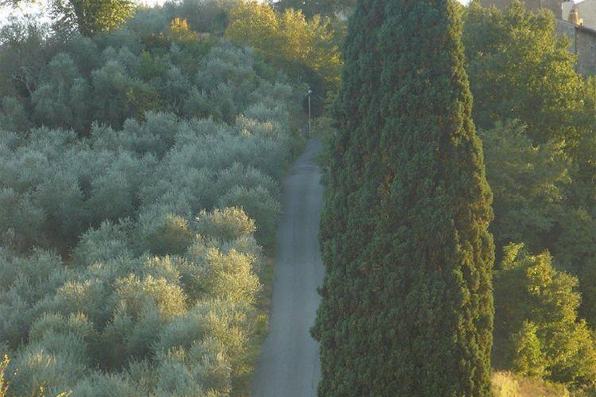 Bosco Ai Marzi