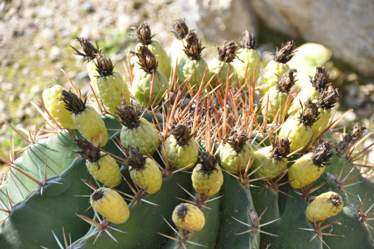 Botanico San Lazzaro