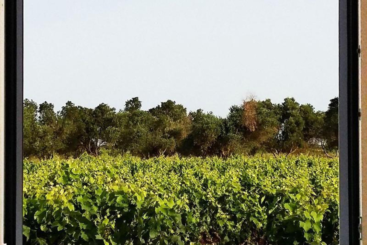Casale Alle Vigne