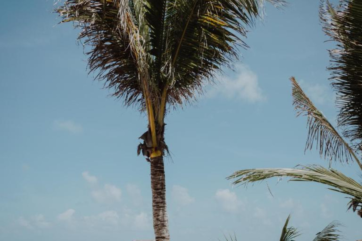 Cielo Maya Beach Tulum