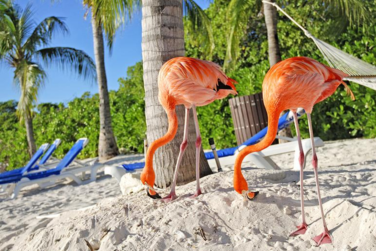 Croaziera Caraibe - Panama, Columbia, Aruba, Curacao, Bonaire